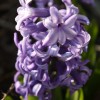 Blomma