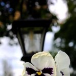 Gravblomma_webb_liten