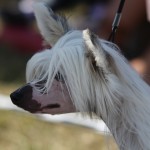 Nakenhund