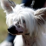 Nakenhund_webb