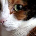 aska_web